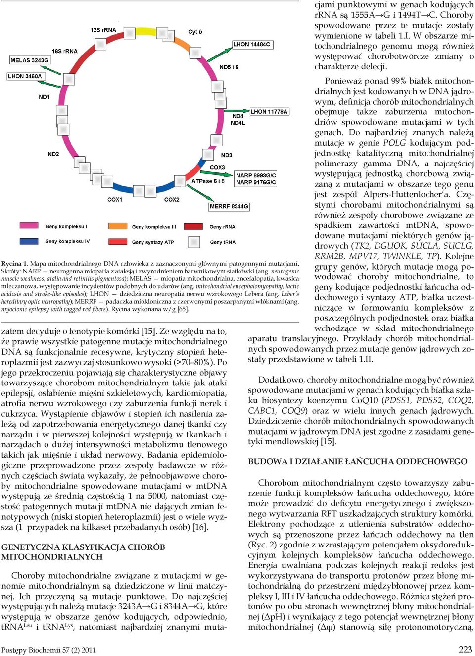 mitochondrial encephalomyopathy, lactic acidosis and stroke-like episodes); LHON dziedziczna neuropatia nerwu wzrokowego Lebera (ang.