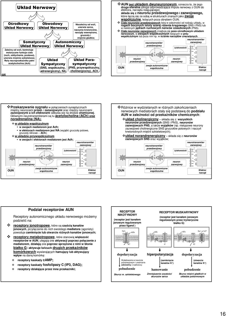 wewnętrzne, gruczoły i mięśnie gładkie; Układ Parasympatyczny (PNS, przywspółczulny, cholinergiczny), ACh AUN jest układem dwuneuronowym, oznacza to, Ŝe jego droga eferetna (droga odprowadzająca