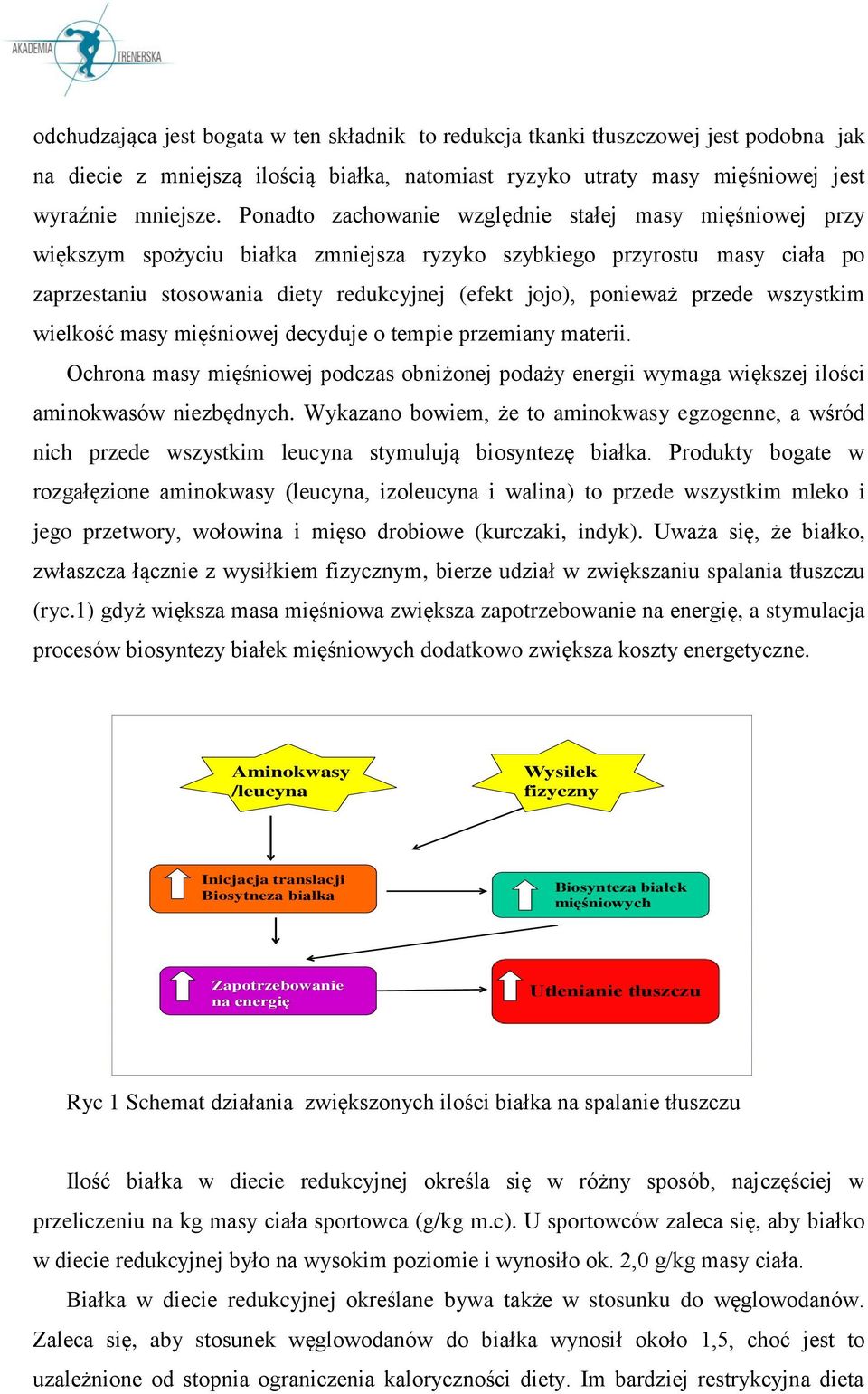 przede wszystkim wielkość masy mięśniowej decyduje o tempie przemiany materii. Ochrona masy mięśniowej podczas obniżonej podaży energii wymaga większej ilości aminokwasów niezbędnych.