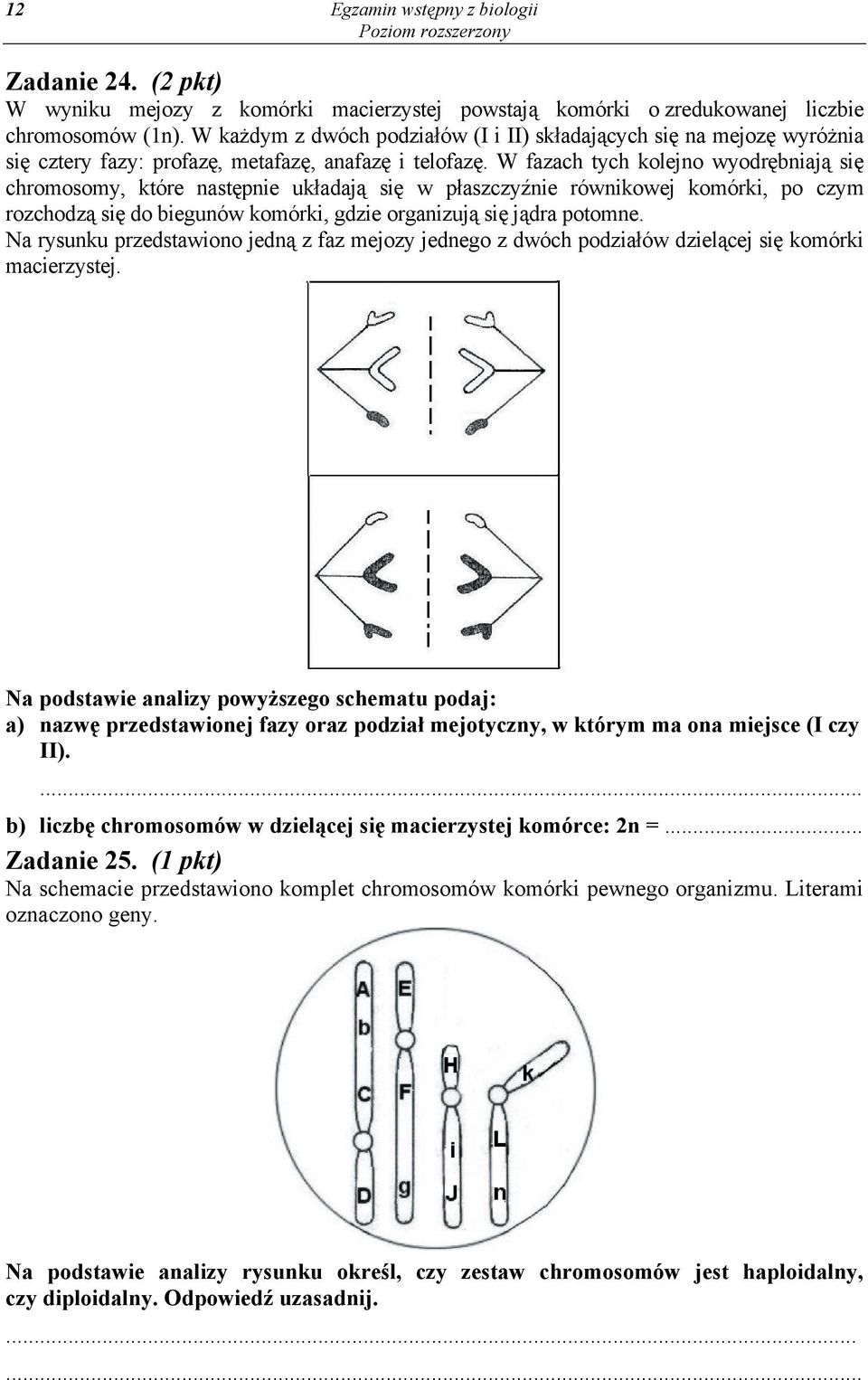 W fazach tych kolejno wyodrębniają się chromosomy, które następnie układają się w płaszczyźnie równikowej komórki, po czym rozchodzą się do biegunów komórki, gdzie organizują się jądra potomne.