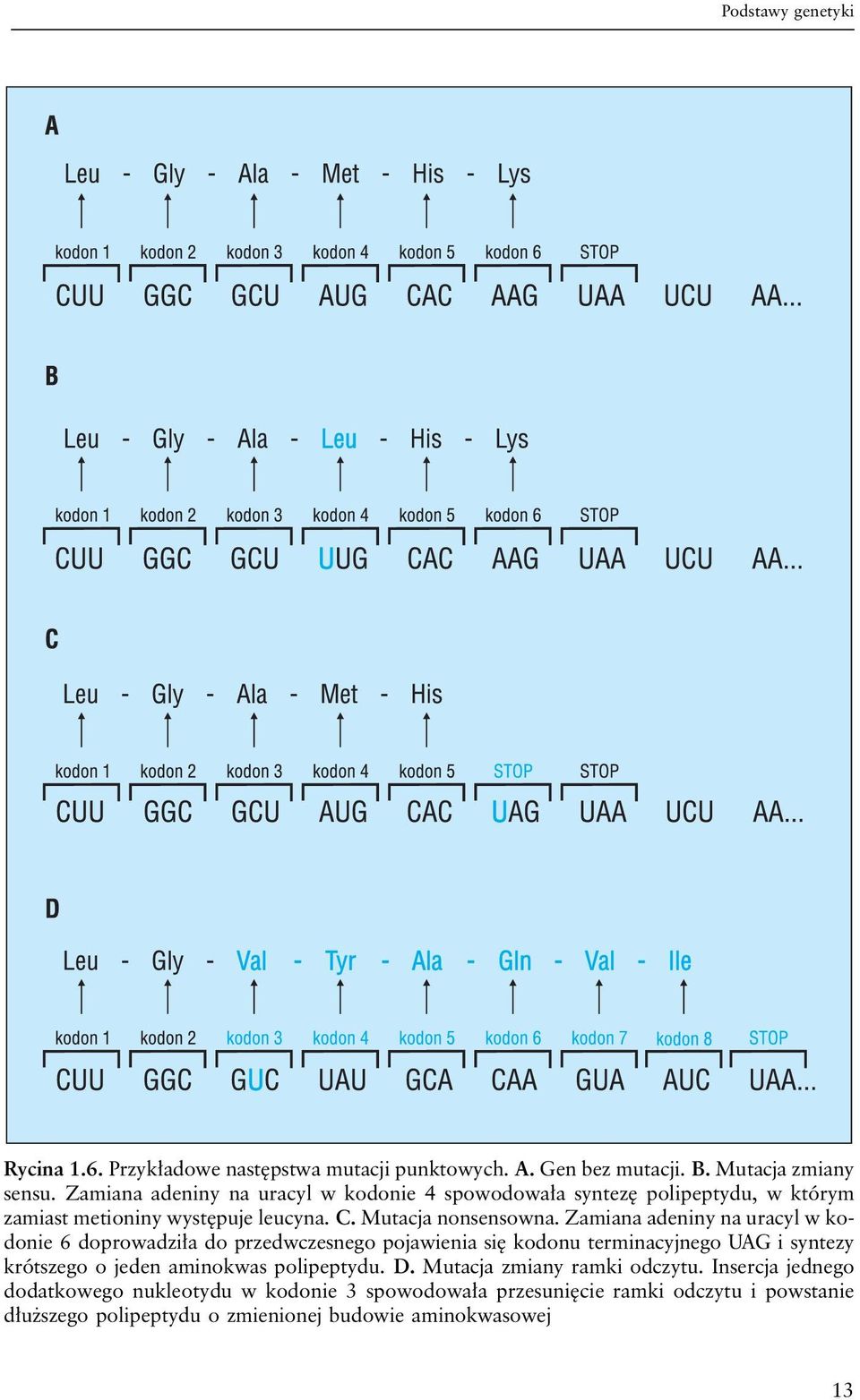 Zamiana adeniny na uracyl w kodonie 6 doprowadziła do przedwczesnego pojawienia się kodonu terminacyjnego UAG i syntezy krótszego o jeden aminokwas