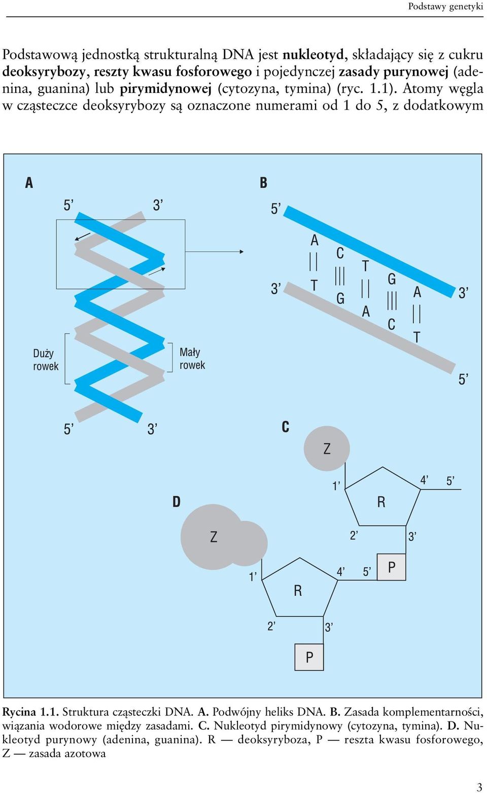 Atomy węgla w cząsteczce deoksyrybozy są oznaczone numerami od 1 do 5, z dodatkowym Rycina 1.1. Struktura cząsteczki DNA. A. Podwójny heliks DNA. B.