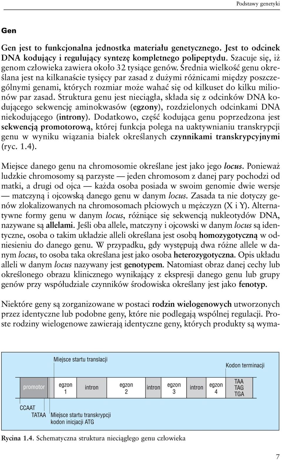 Średnia wielkość genu określana jest na kilkanaście tysięcy par zasad z dużymi różnicami między poszczególnymi genami, których rozmiar może wahać się od kilkuset do kilku milionów par zasad.