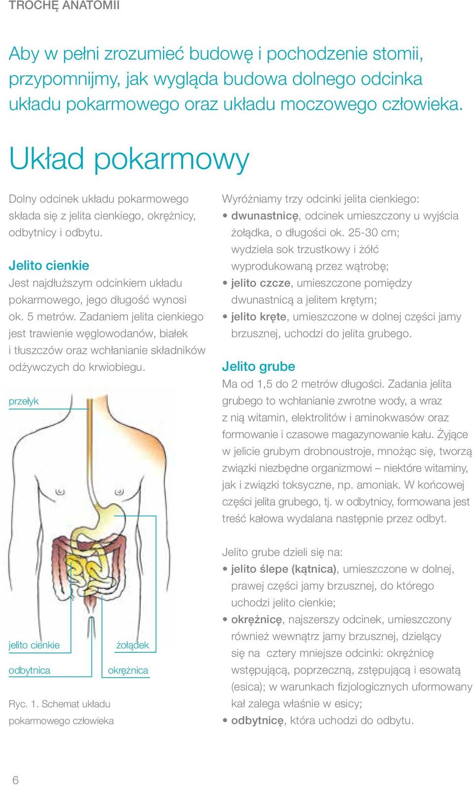 5 metrów. Zadaniem jelita cienkiego jest trawienie węglowodanów, białek i tłuszczów oraz wchłanianie składników odżywczych do krwiobiegu.