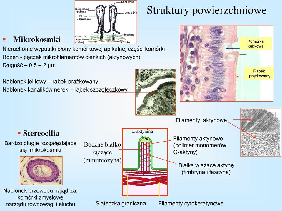 Stereocilia Bardzo długie rozgałęziające się mikrokosmki Boczne białko łączące (minimiozyna) -aktynina Filamenty aktynowe (polimer monomerów G-aktyny)