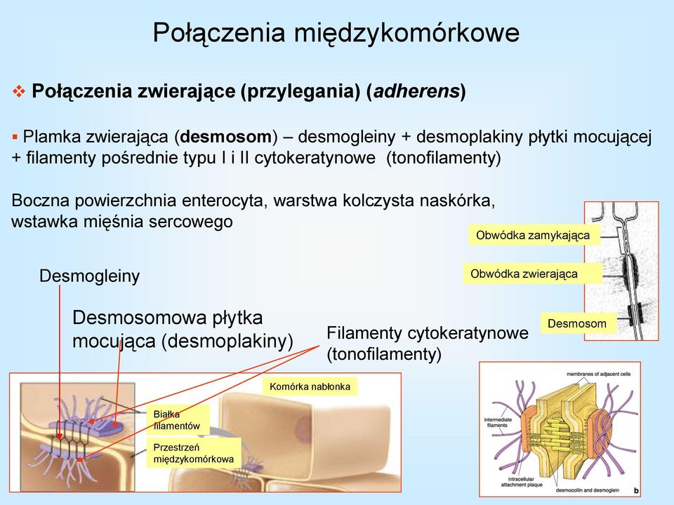 enterocyta, warstwa kolczysta naskórka, wstawka mięśnia sercowego Obwódka zamykająca Desmogleiny Obwódka zwierająca