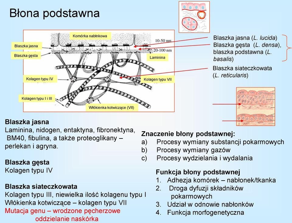 reticularis) Kolagen typu I i III Włókienka kotwiczące (VII) Blaszka jasna Laminina, nidogen, entaktyna, fibronektyna, BM40, fibulina, a także proteoglikany perlekan i agryna.