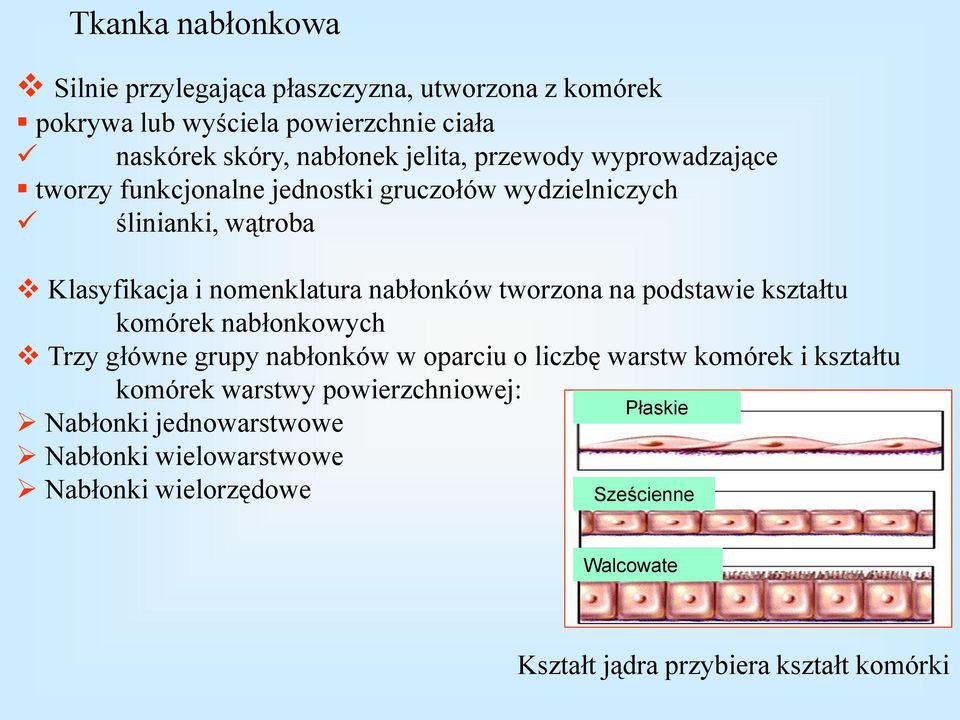 tworzona na podstawie kształtu komórek nabłonkowych Trzy główne grupy nabłonków w oparciu o liczbę warstw komórek i kształtu komórek warstwy