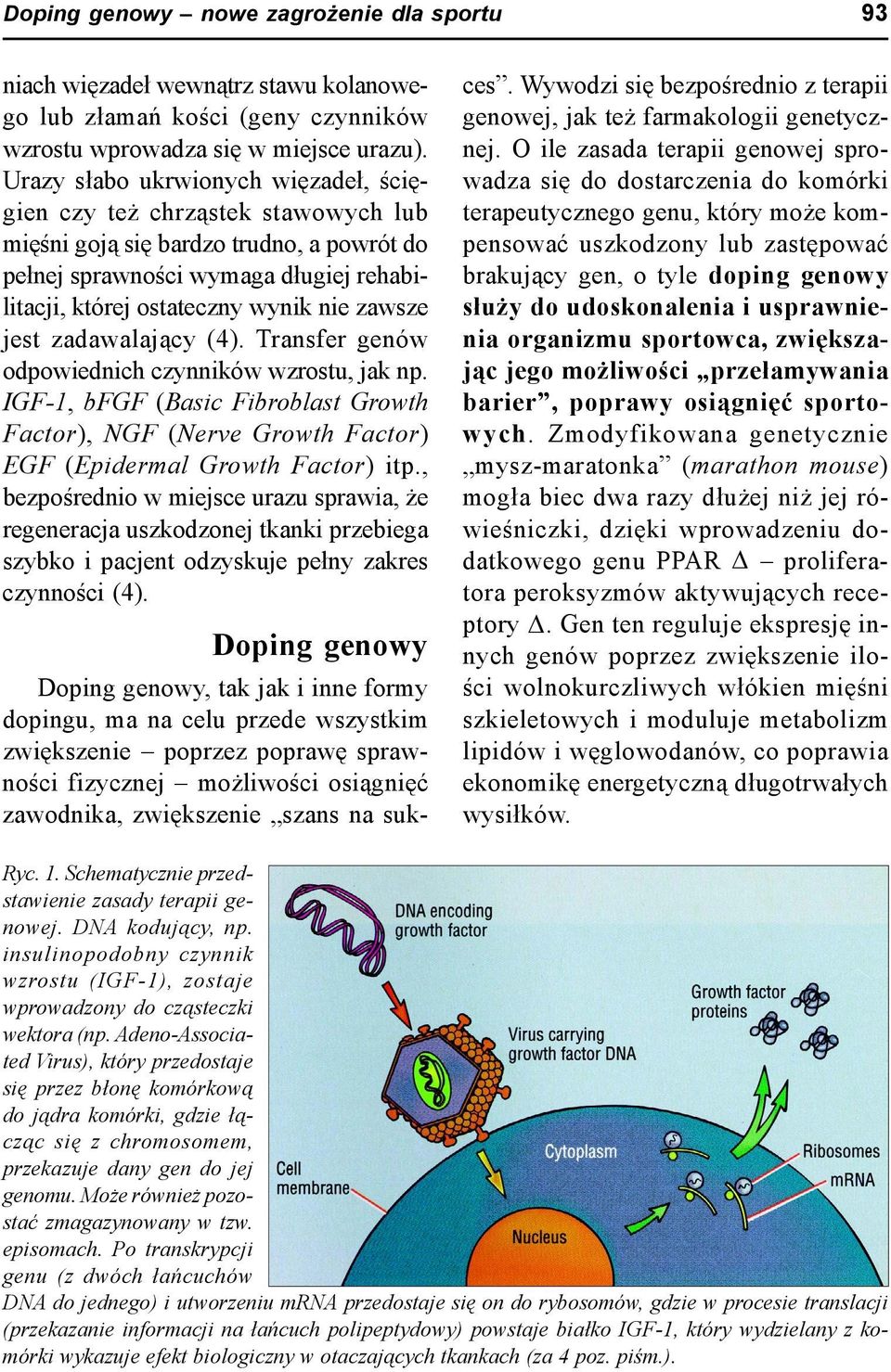 jest zadawalający (4). Transfer genów odpowiednich czynników wzrostu, jak np. IGF-1, bfgf (Basic Fibroblast Growth Factor), NGF (Nerve Growth Factor) EGF (Epidermal Growth Factor) itp.