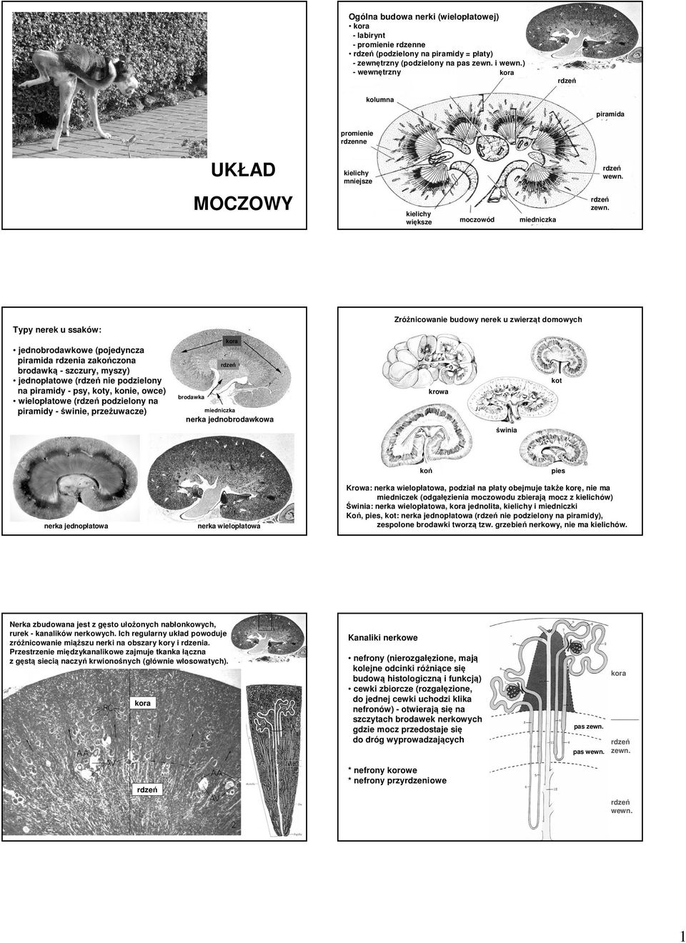 Typy nerek u ssaków: jednobrodawkowe (pojedyncza piramida rdzenia zakończona brodawką - szczury, myszy) jednopłatowe ( nie podzielony na piramidy - psy, koty, konie, owce) wielopłatowe ( podzielony