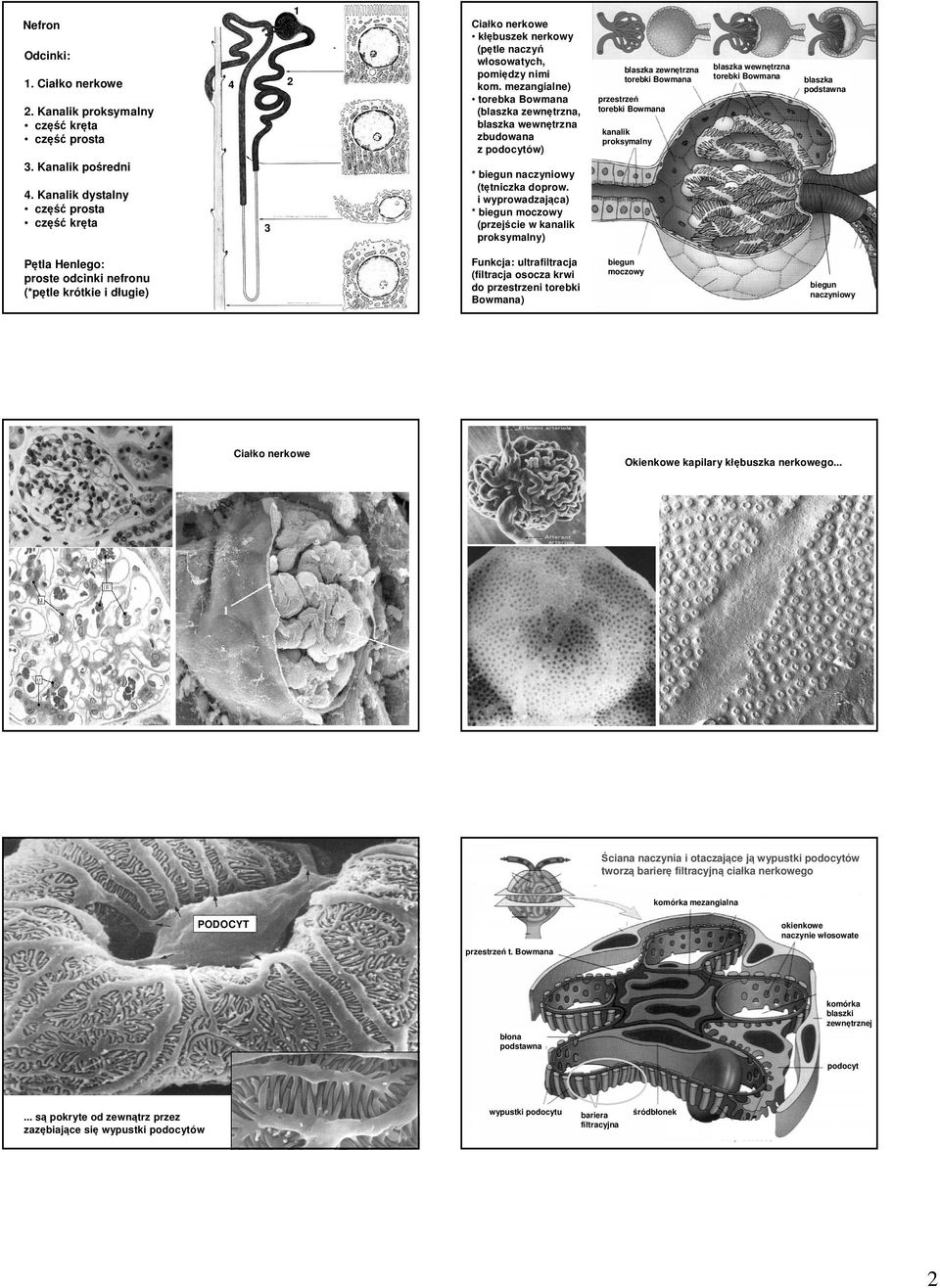 mezangialne) torebka Bowmana (blaszka zewnętrzna, blaszka wewnętrzna zbudowana z podocytów) * biegun naczyniowy (tętniczka doprow.