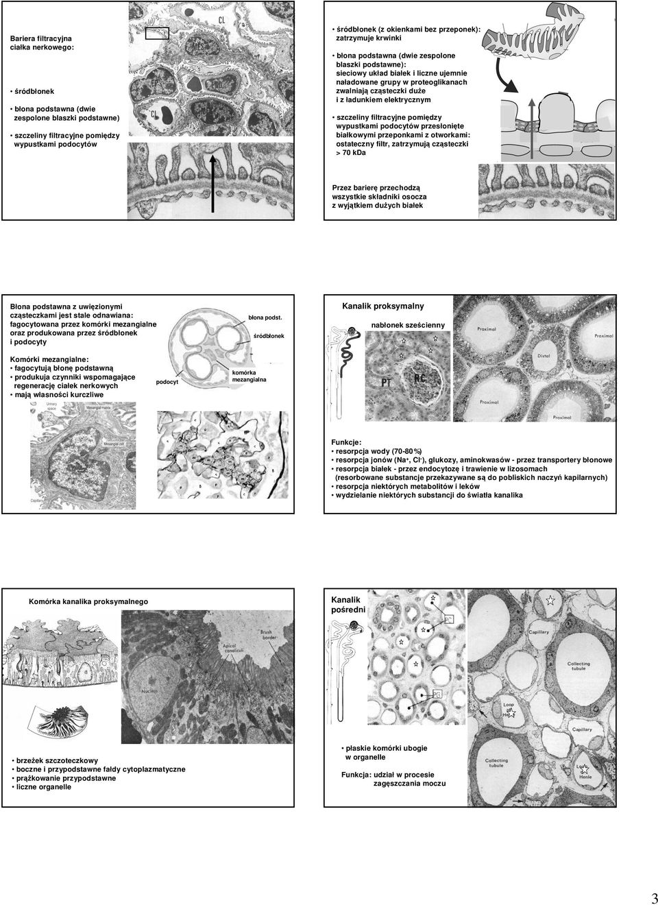 przesłonięte białkowymi przeponkami z otworkami: ostateczny filtr, zatrzymują cząsteczki > 70 kda szczeliny filtracyjne pomiędzy wypustkami podocytów Przez barierę przechodzą wszystkie składniki