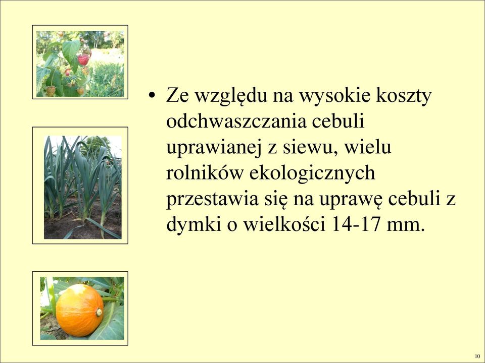 siewu, wielu rolników ekologicznych