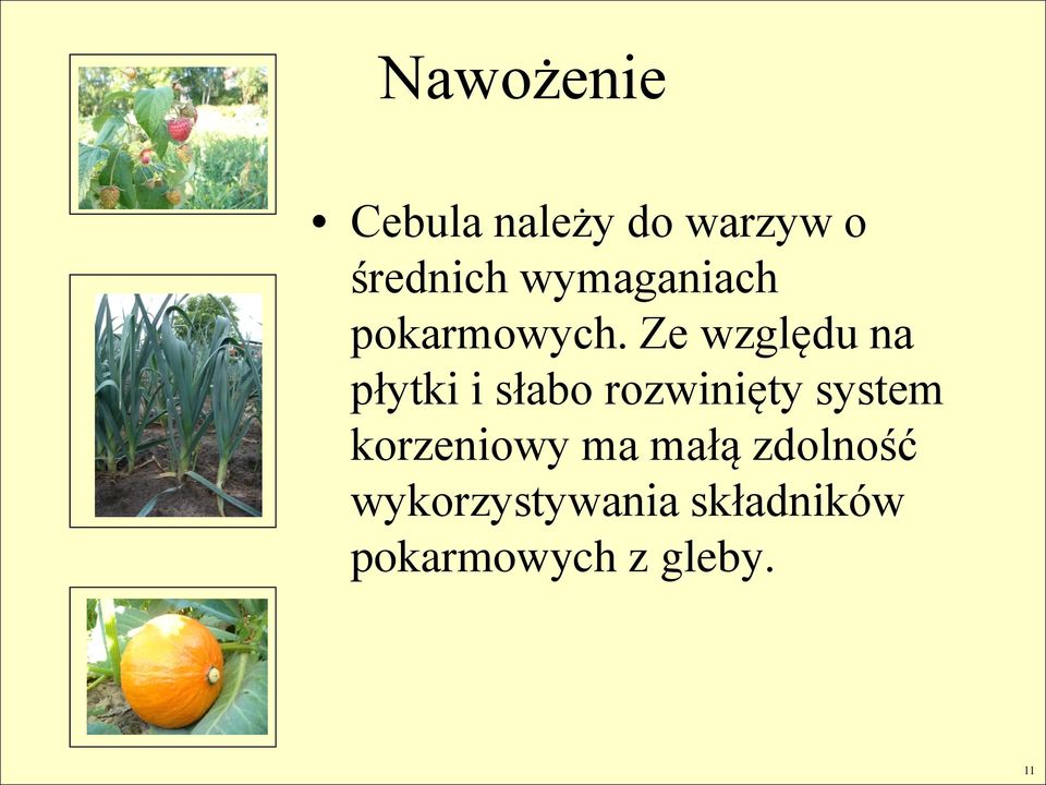 Ze względu na płytki i słabo rozwinięty system