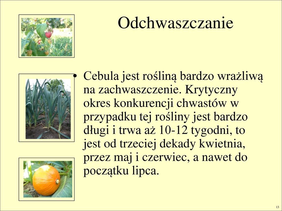 Krytyczny okres konkurencji chwastów w przypadku tej rośliny jest