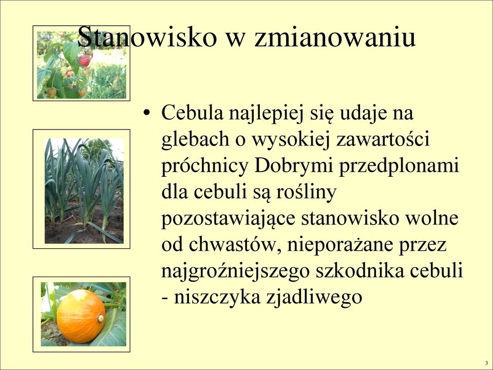 rośliny pozostawiające stanowisko wolne od chwastów, nieporażane