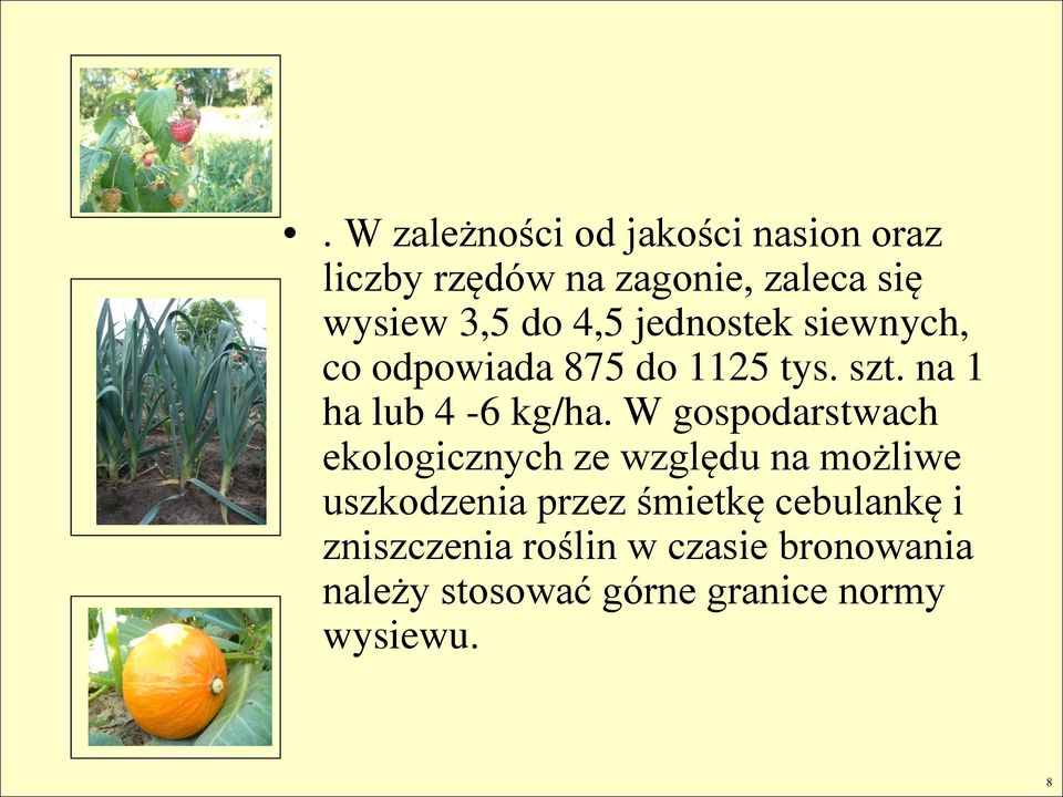 W gospodarstwach ekologicznych ze względu na możliwe uszkodzenia przez śmietkę