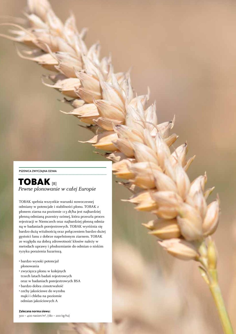 TOBAK wyróżnia się bardzo dużą witalnością oraz połączeniem bardzo dużej gęstości łanu z dobrze napełnionym ziarnem.