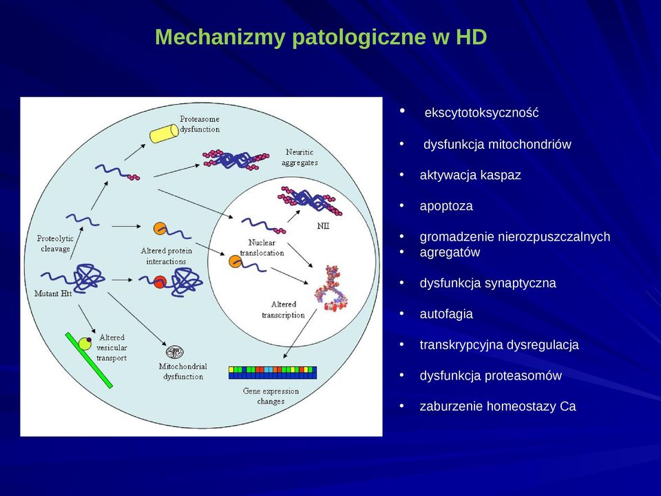 nierozpuszczalnych agregatów dysfunkcja synaptyczna autofagia