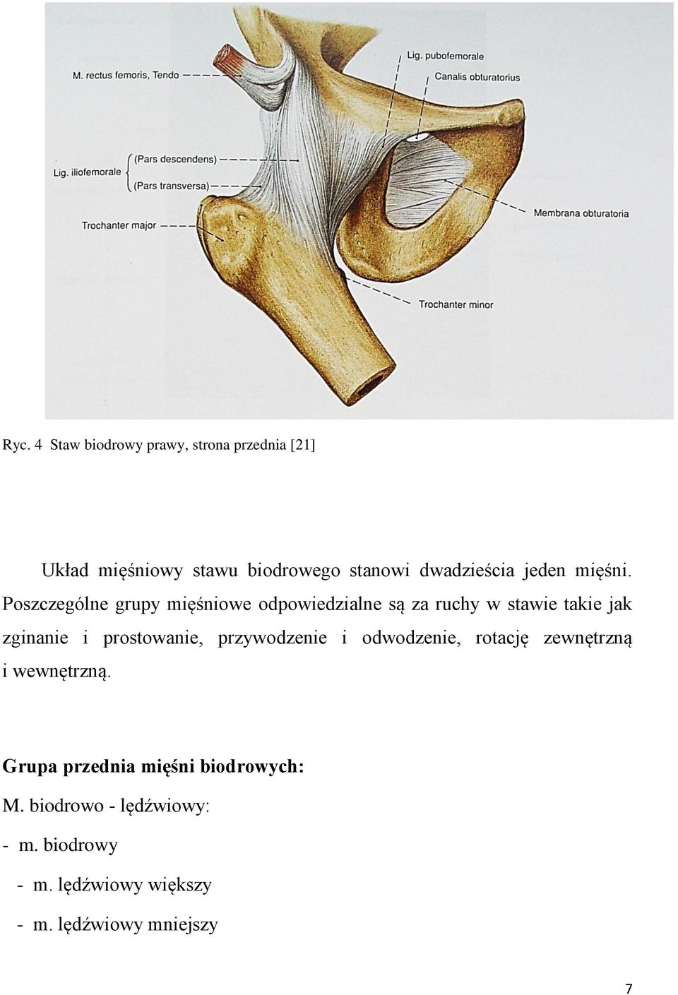 Poszczególne grupy mięśniowe odpowiedzialne są za ruchy w stawie takie jak zginanie i prostowanie,