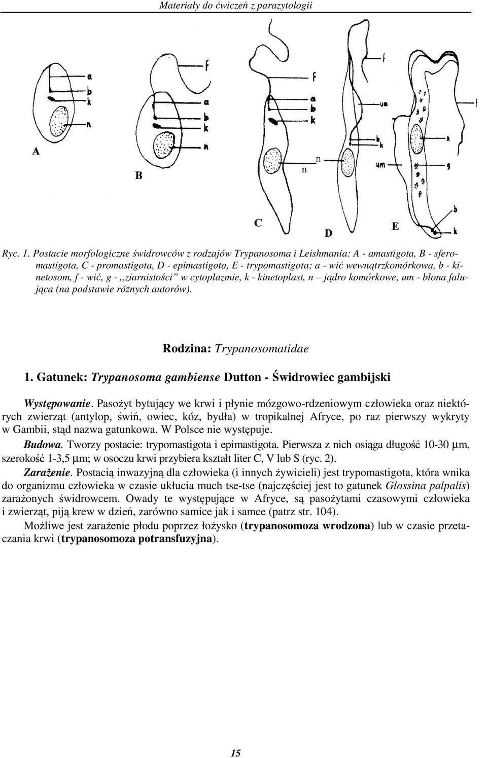 kinetosom, f - wić, g -,,ziarnistości w cytoplazmie, k - kinetoplast, n jądro komórkowe, um - błona falująca (na podstawie róŝnych autorów). Rodzina: Trypanosomatidae 1.