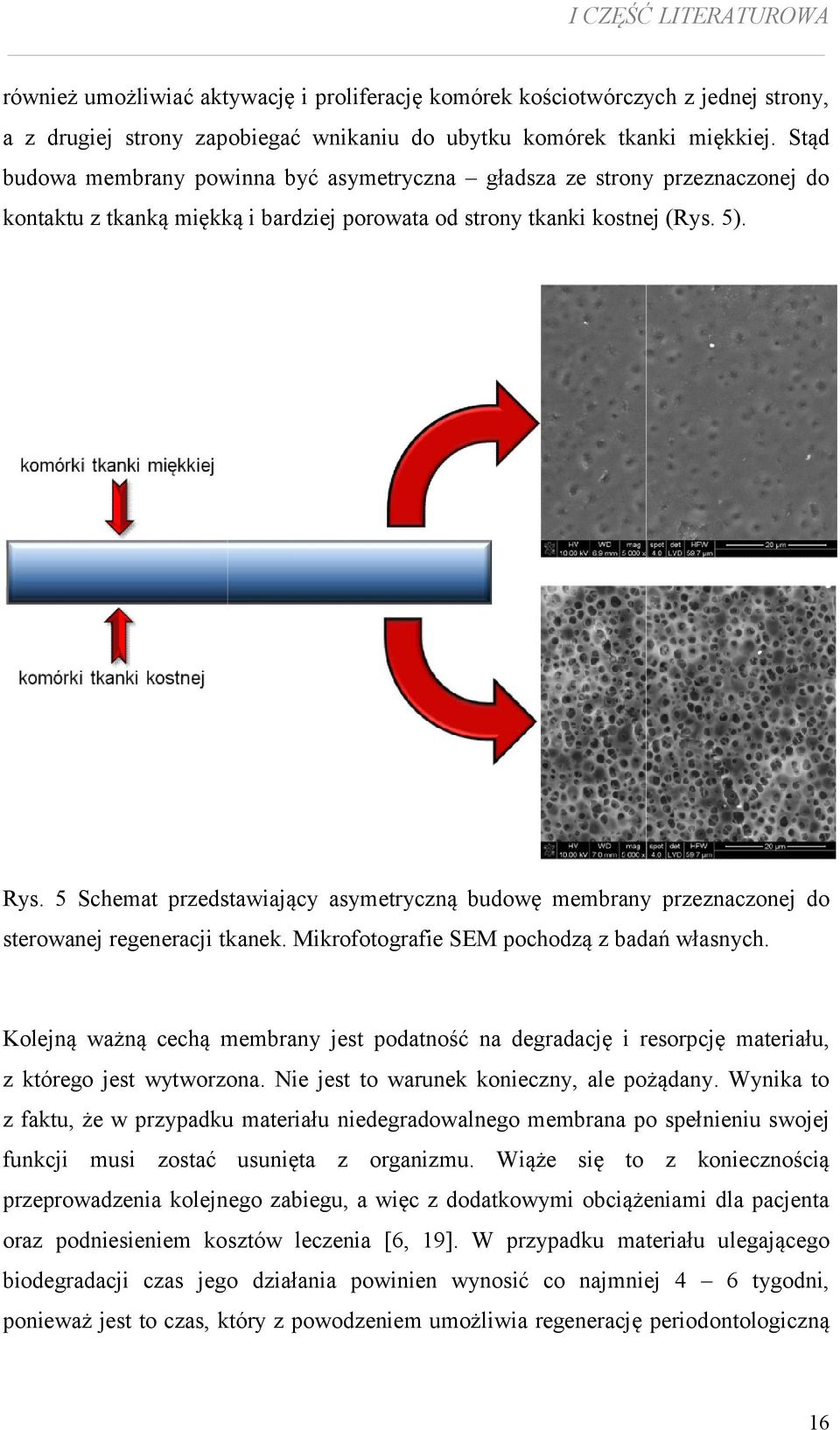 5 Schemat przedstawiający asymetryczną budowę membrany przeznaczonej do sterowanej regeneracji tkanek. Mikrofotografie SEM pochodzą z badań własnych.