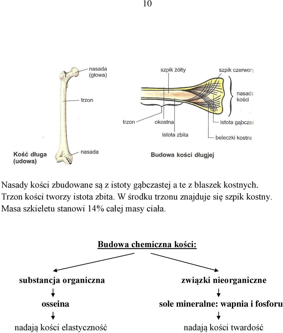 Masa szkieletu stanowi 14% całej masy ciała.