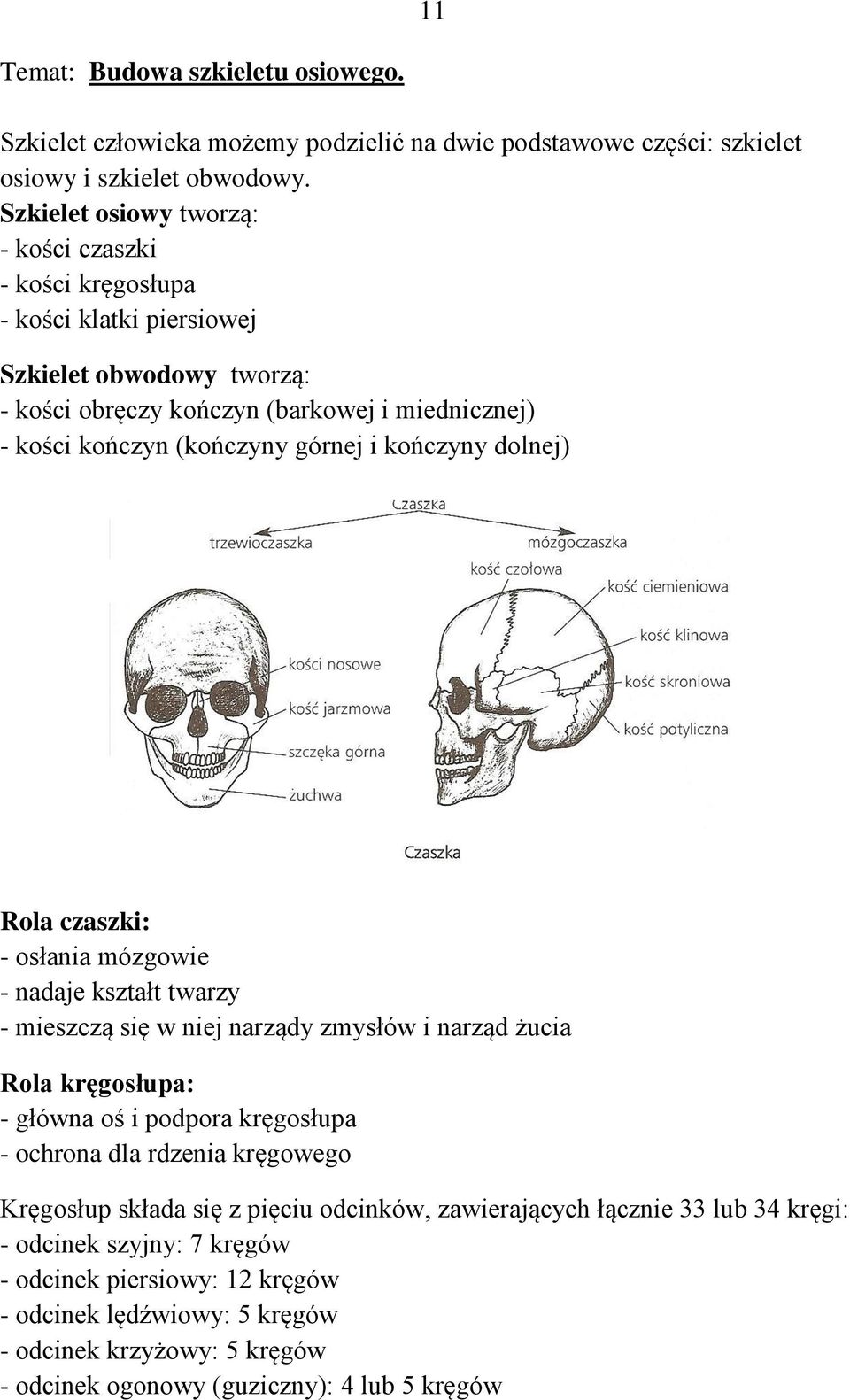 kończyny dolnej) Rola czaszki: - osłania mózgowie - nadaje kształt twarzy - mieszczą się w niej narządy zmysłów i narząd żucia Rola kręgosłupa: - główna oś i podpora kręgosłupa - ochrona dla