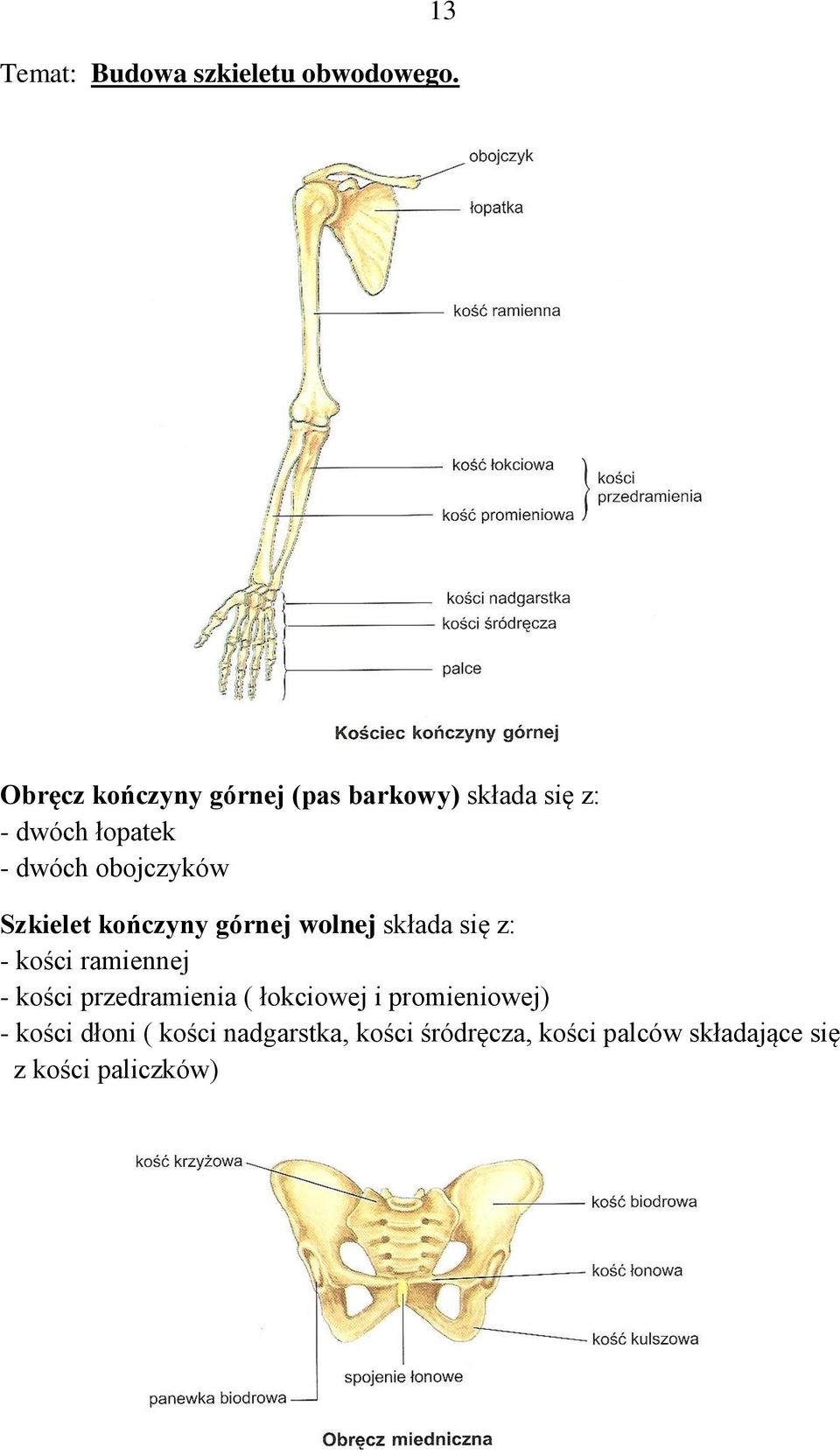 obojczyków Szkielet kończyny górnej wolnej składa się z: - kości ramiennej - kości