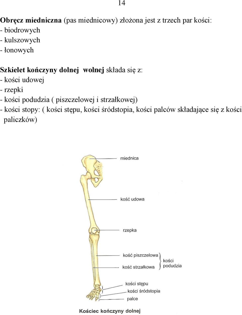 się z: - kości udowej - rzepki - kości podudzia ( piszczelowej i strzałkowej) -