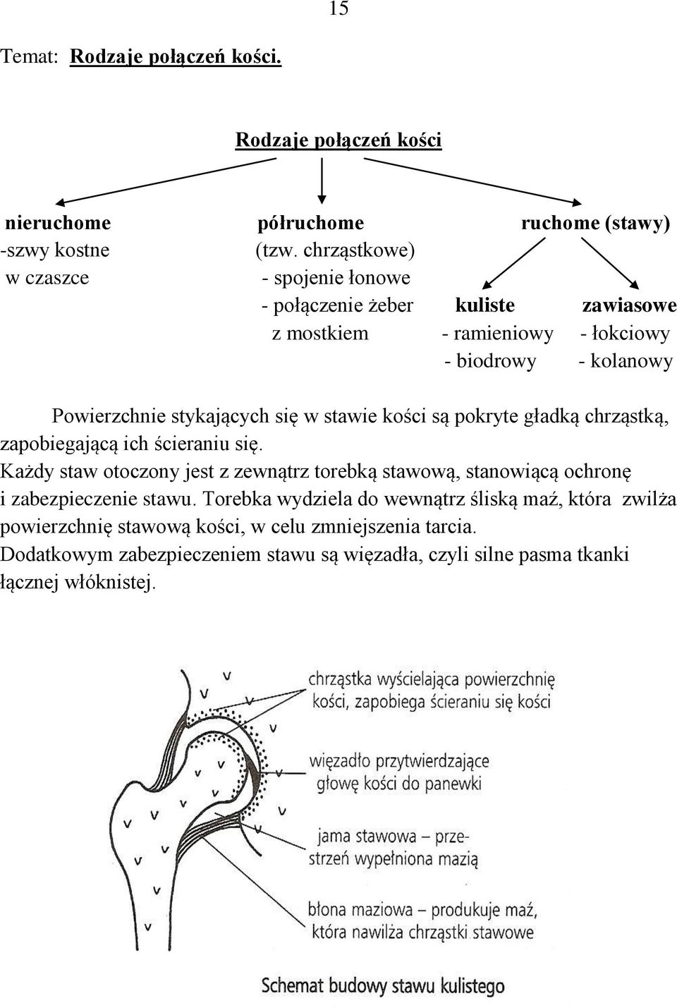 się w stawie kości są pokryte gładką chrząstką, zapobiegającą ich ścieraniu się.