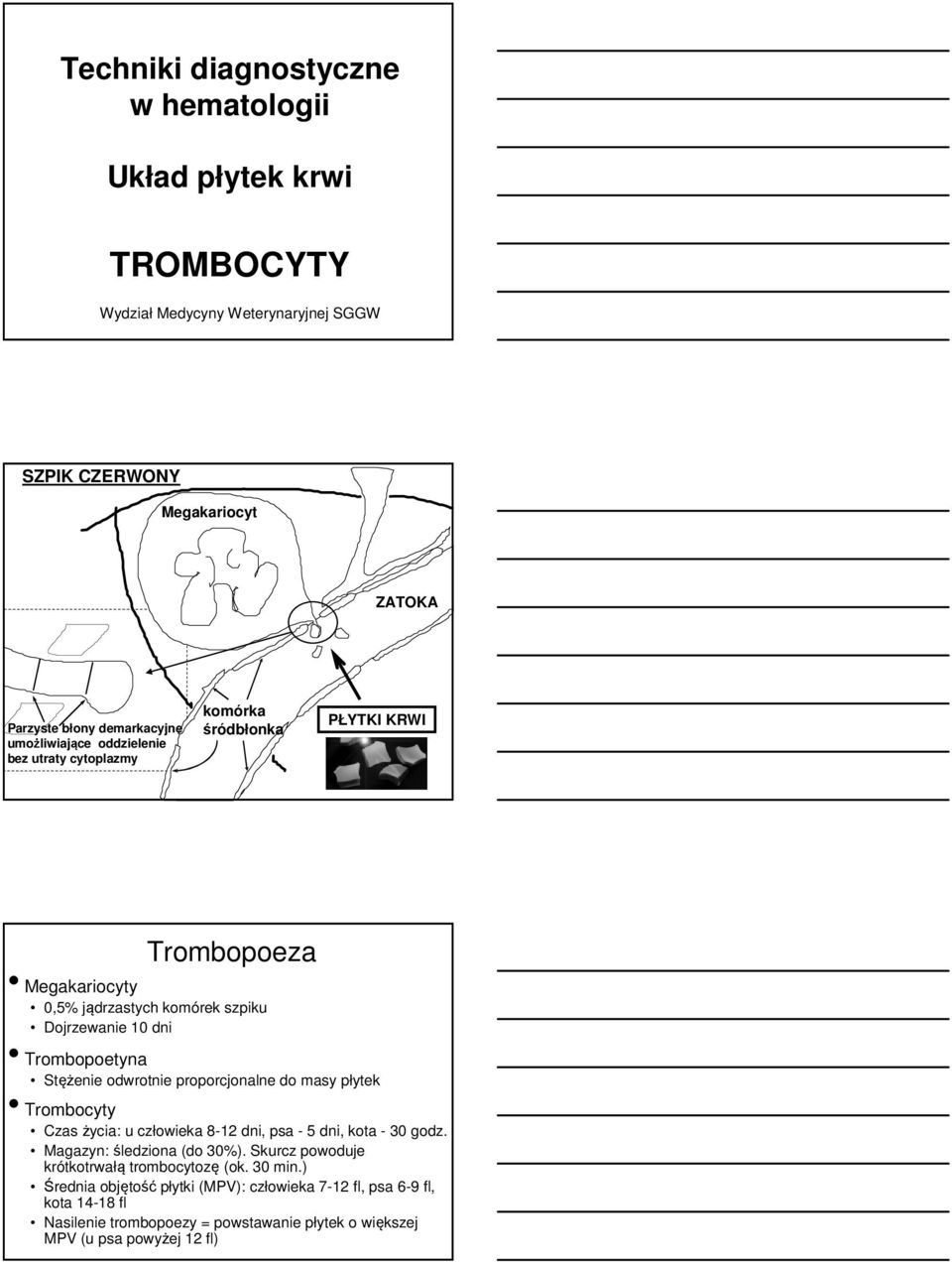 Stężenie odwrotnie proporcjonalne do masy płytek Trombocyty Czas życia: u człowieka 8-12 dni, psa - 5 dni, kota - 30 godz. Magazyn:śledziona (do 30%).