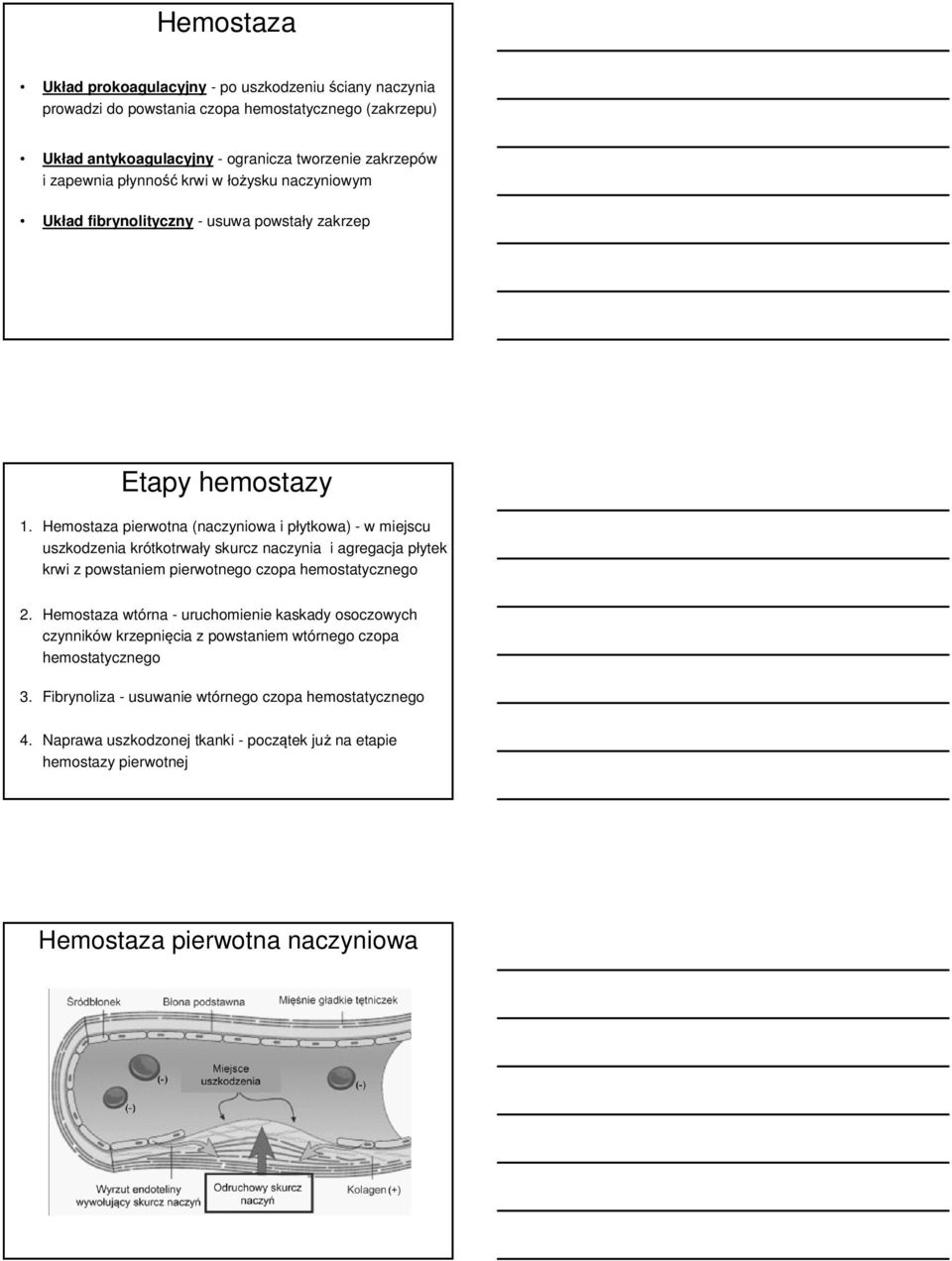 Hemostaza pierwotna (naczyniowa i płytkowa) - w miejscu uszkodzenia krótkotrwały skurcz naczynia i agregacja płytek krwi z powstaniem pierwotnego czopa hemostatycznego 2.