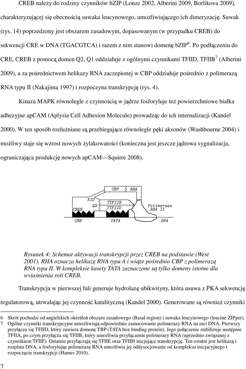 Po podłączeniu do CRE, CREB z pomocą domen Q2, Q1 oddziałuje z ogólnymi czynnikami TFIID, TFIIB 7 (Alberini 2009), a za pośrednictwem helikazy RNA zaczepionej w CBP oddziałuje pośrednio z polimerazą