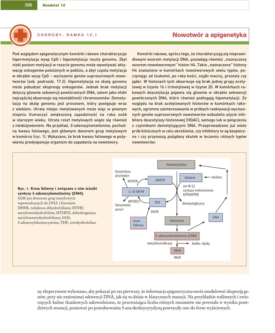 podrozdz. 17.2). Hipometylacja na skal genomu mo e pobudzaç ekspresj onkogenów.