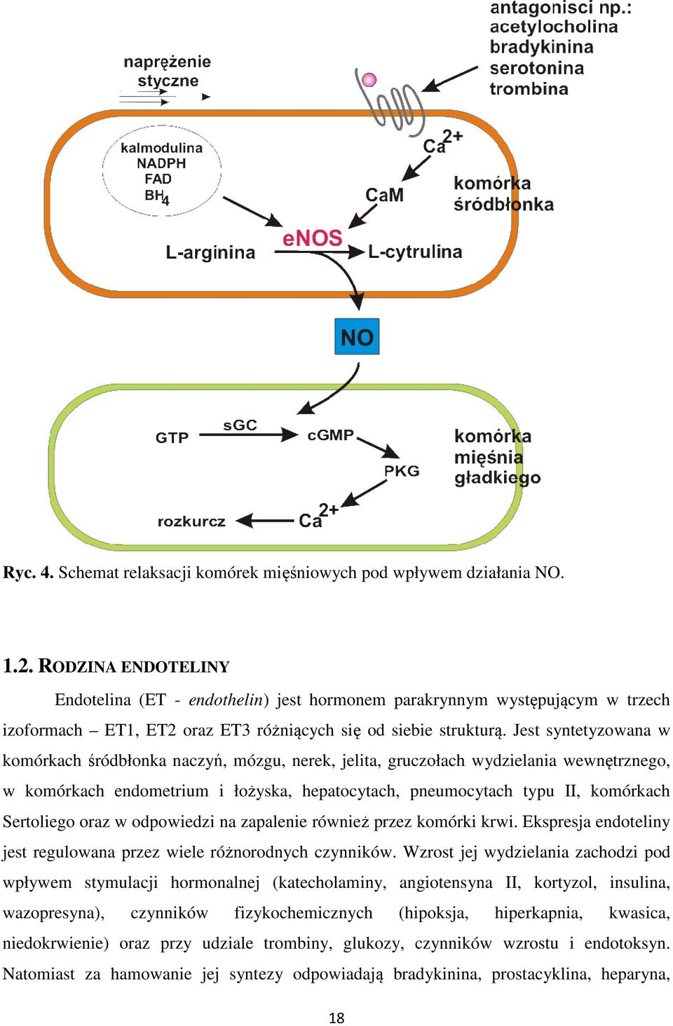 Jest syntetyzowana w komórkach śródbłonka naczyń, mózgu, nerek, jelita, gruczołach wydzielania wewnętrznego, w komórkach endometrium i łożyska, hepatocytach, pneumocytach typu II, komórkach