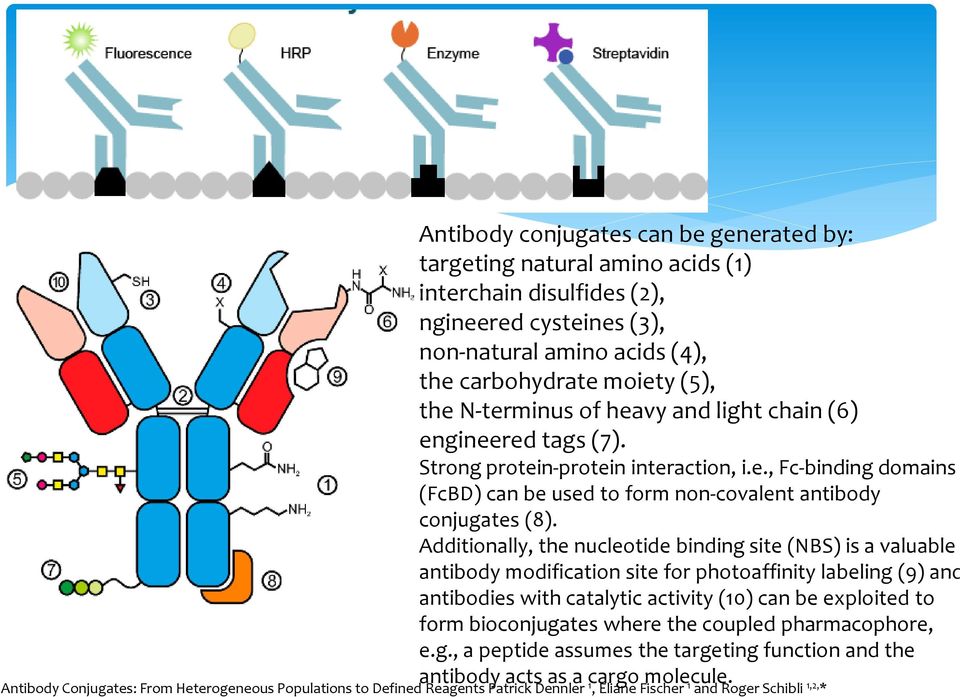 Additionally, the nucleotide binding site (NBS) is a valuable antibody modification site for photoaffinity labeling (9) and antibodies with catalytic activity (10) can be exploited to form