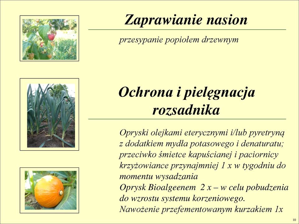 kapuścianej i paciornicy krzyżowiance przynajmniej 1 x w tygodniu do momentu wysadzania Oprysk