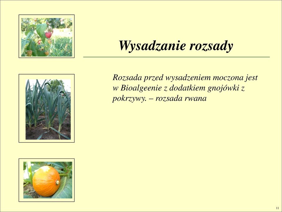 w Bioalgeenie z dodatkiem