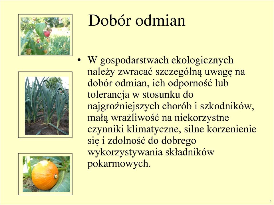 chorób i szkodników, małą wrażliwość na niekorzystne czynniki klimatyczne,