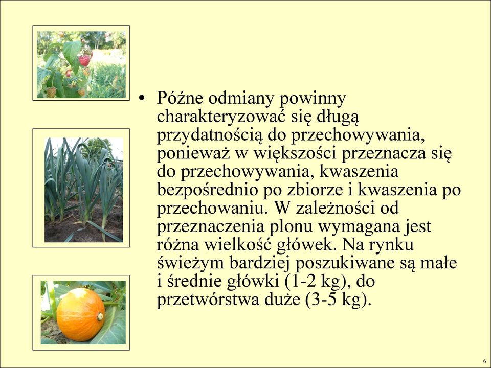 przechowaniu. W zależności od przeznaczenia plonu wymagana jest różna wielkość główek.