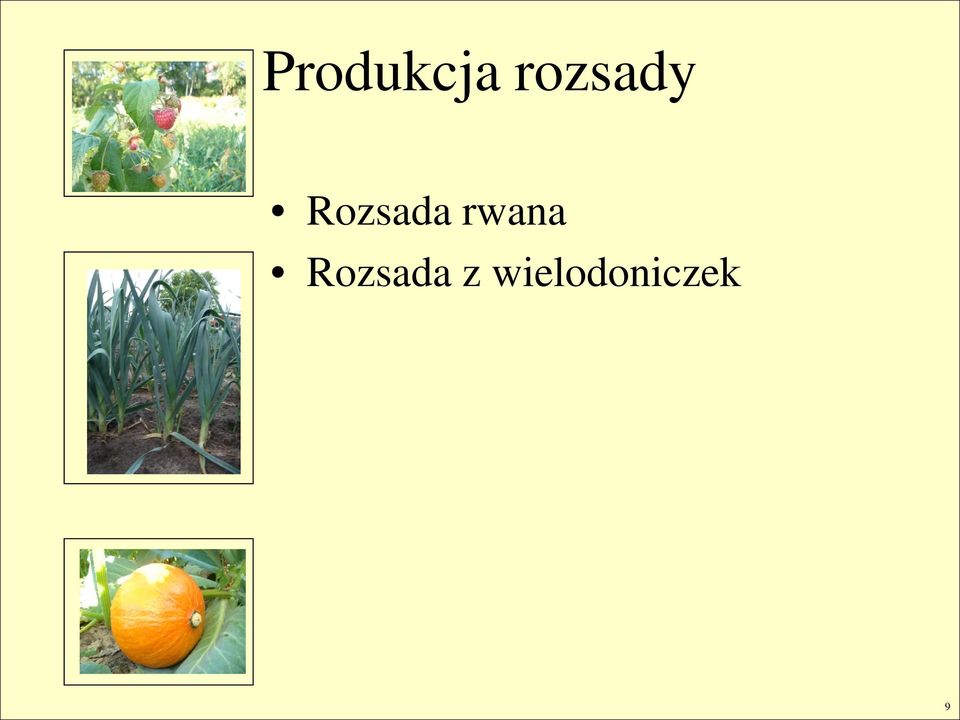 Rozsada rwana