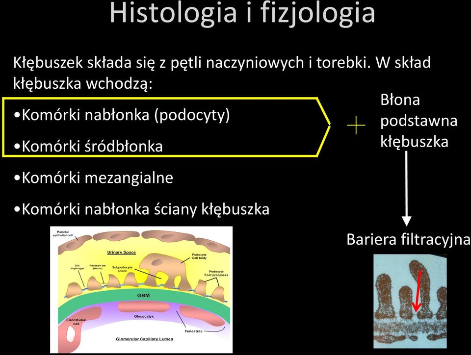 W skład kłębuszka wchodzą: Błona Komórki nabłonka (podocyty)