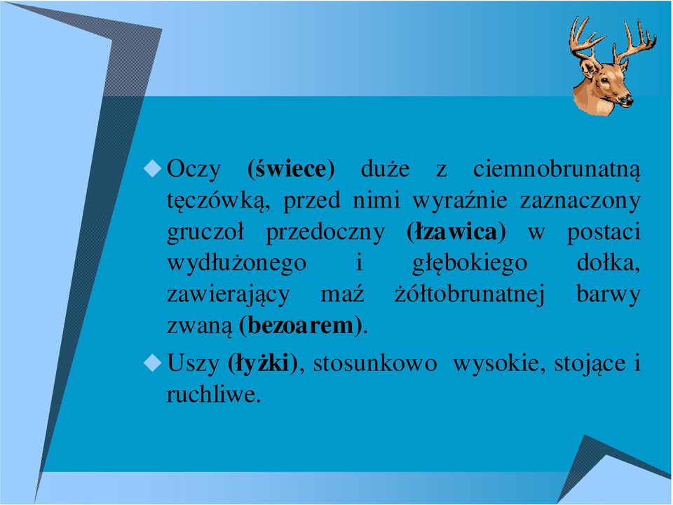 wydłużonego i głębokiego dołka, zawierający maź żółtobrunatnej