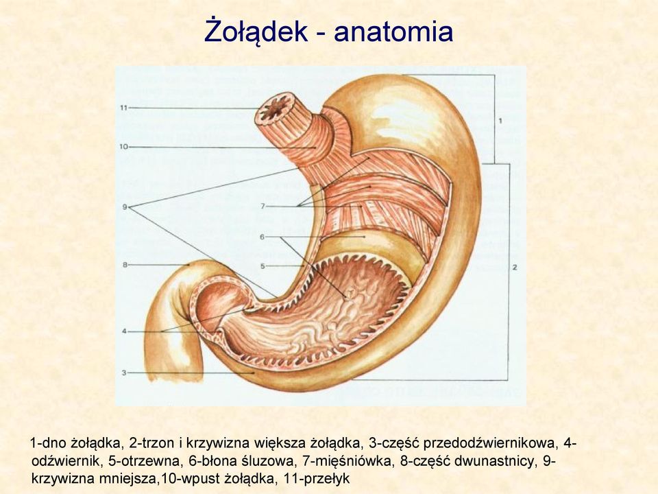 odźwiernik, 5-otrzewna, 6-błona śluzowa, 7-mięśniówka,