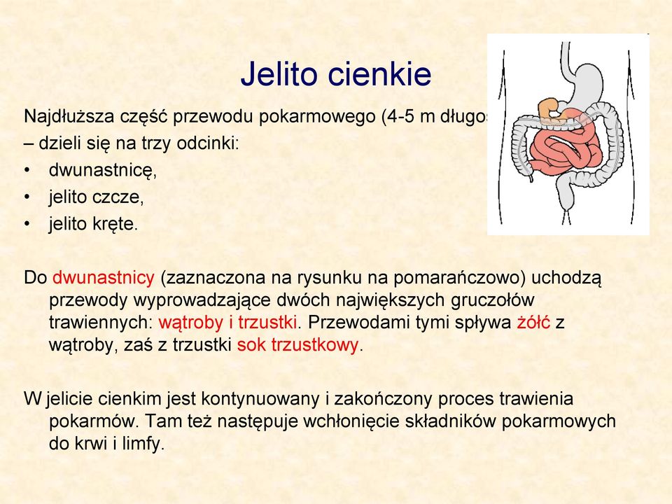 Do dwunastnicy (zaznaczona na rysunku na pomarańczowo) uchodzą przewody wyprowadzające dwóch największych gruczołów