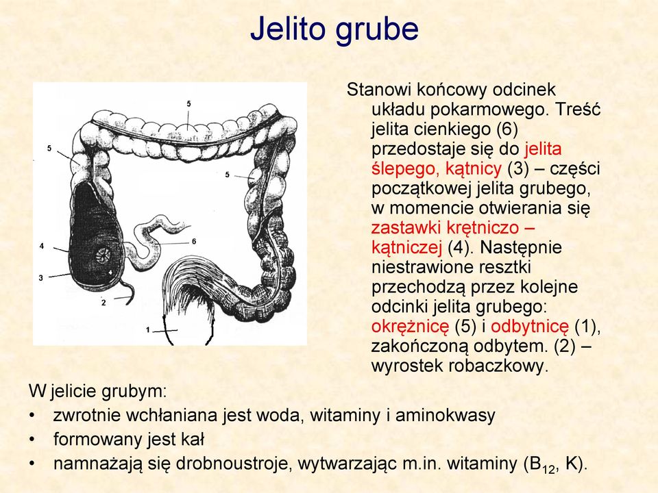 zastawki krętniczo kątniczej (4).