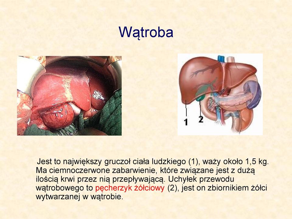 Ma ciemnoczerwone zabarwienie, które związane jest z dużą ilością