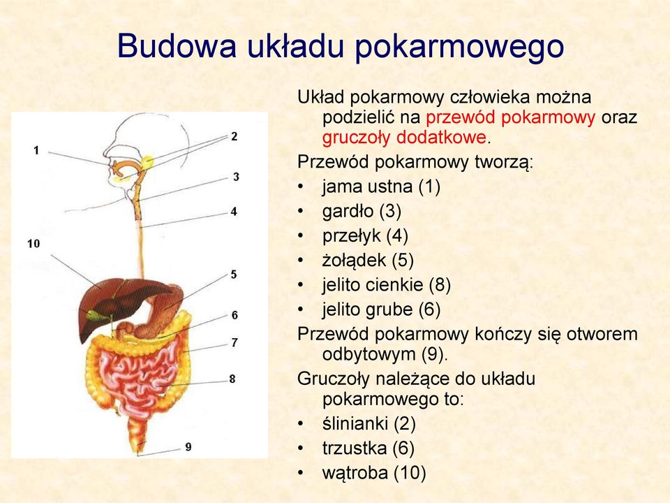 Przewód pokarmowy tworzą: jama ustna (1) gardło (3) przełyk (4) żołądek (5) jelito cienkie