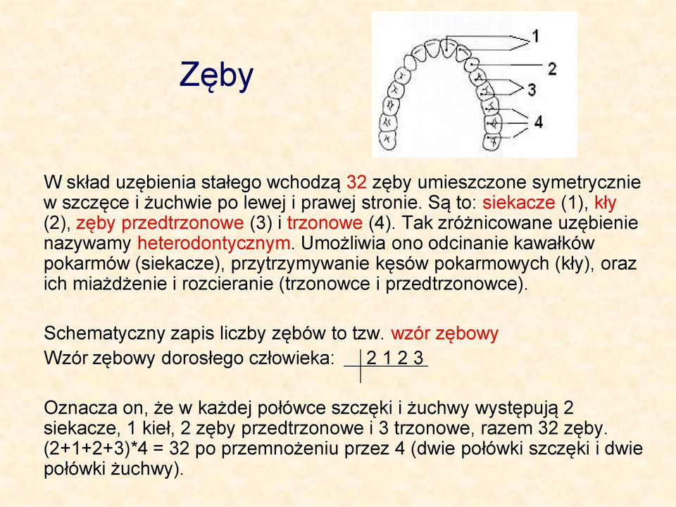 Umożliwia ono odcinanie kawałków pokarmów (siekacze), przytrzymywanie kęsów pokarmowych (kły), oraz ich miażdżenie i rozcieranie (trzonowce i przedtrzonowce).